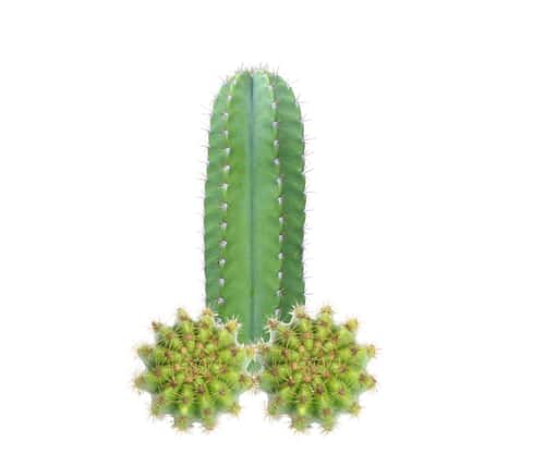 cactus in penis shape